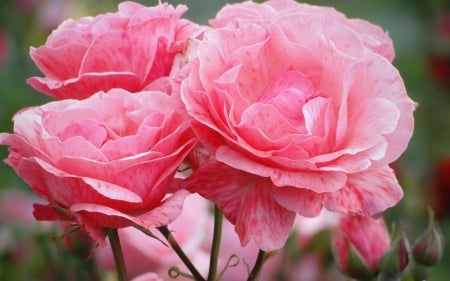 Pink Roses - garden, summer, blossoms, petals