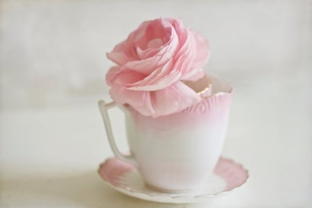 Soft pink - womanly, girly, delicate, dantie, feminity, saucer, cup