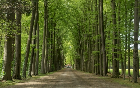 Avenue in Apeldoorn, Netherlands