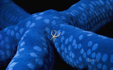 Starfish - starfish, animal, blue, summer, little, vara