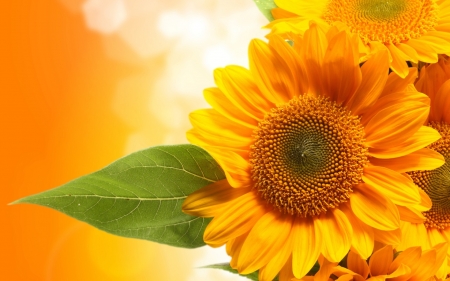 Yellow Sunflowers