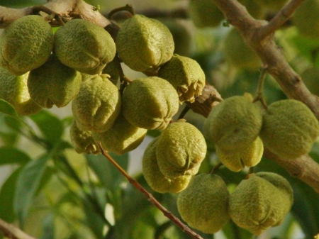 FRUIT ON TREE