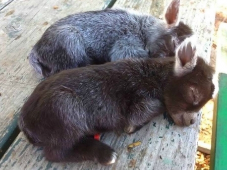 CUTE LITTLE DONKEY'S - CUTE, IMAGE, DONKEYS, LITTLE