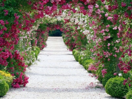 Rose Archway - arch, roses, archway, steps