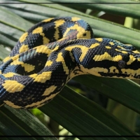 BLACK AND YELLOW SNAKE