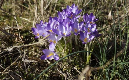 Crocuses - crocuses, flowers, blue, spring