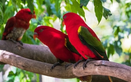 Red Parrots