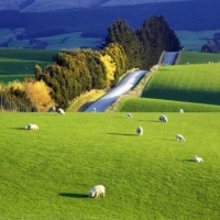 Farmland South Otago South Island