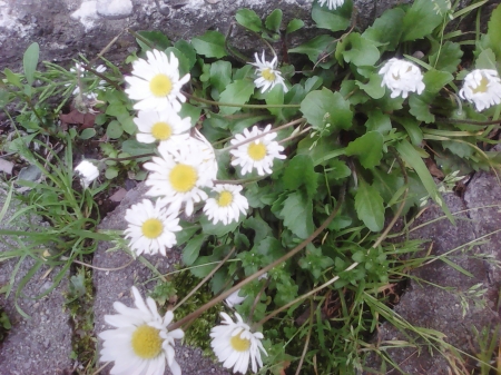 Little flowers - delicate, little, cute, flowers, nature