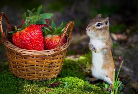 Chipmunk - veverita cu falcute, basket, strawberry, animal, cute, chipmunk, squirrel