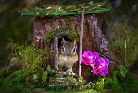 Chipmunk - squirrel, veverita cu falcute, orchid, home, pink, animal, house, cute, flower, chipmunk