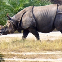 Rare SOUTHEAST ASIAâ€™S JAVAN RHINO