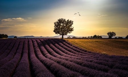 Splendor Of Our Planet - nature, farm, tree, sun