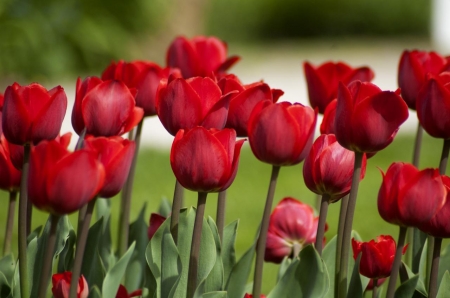 Tulips - tulip, flower, red, beautiful