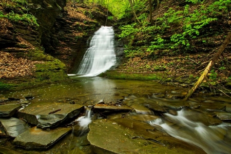 Forest waterfall - water, gree, tree, forest