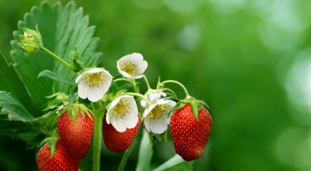 Strawberries - bokeh, strawberry, white, john voo, red, green, fruit, flower