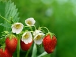 Strawberries