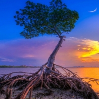 Mangrove Tree Under Crescent Moon