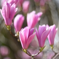 Magnolia