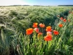 Poppies by Wheat Field