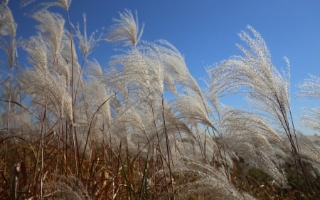 Reed - Silver Grass - plants, silver grass, nature, reed