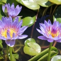 Waterlilies