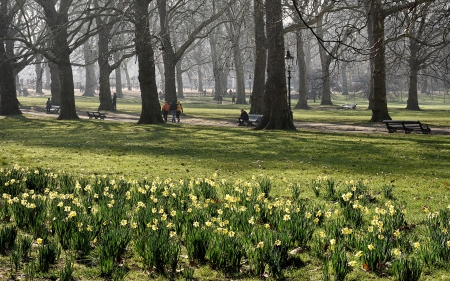 Daffodils in London - flowers, trees, spring, daffodils, park