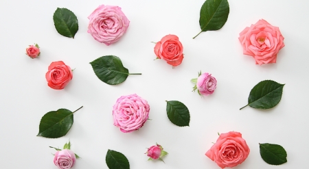 Roses and leaves - trandafir, pink, green, leaf, by proflower, texture, rose, flower