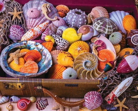 ♥ - colorful, shell, starfish, summer, vara