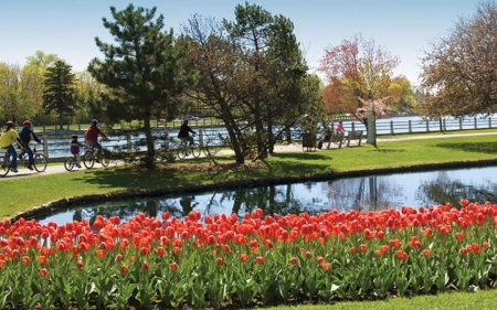 Garden Promenade - promenade, trees, tulips, garden, spring