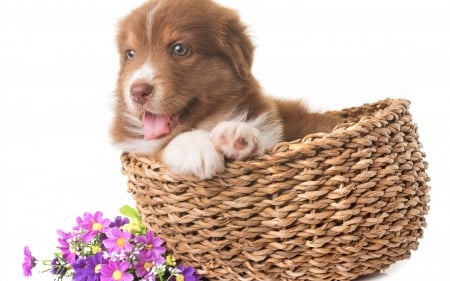 â™¥ - paw, puppy, basket, white, caine, australian shepherd, brown, pink, dog, cute, flower