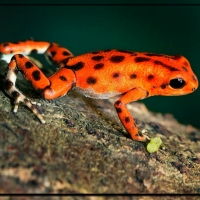 POISON DART FROG