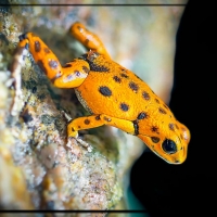 POISON DART FROG