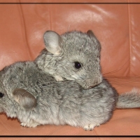 CUTE CHINCHILLAS