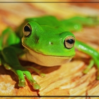 PRETTY GREEN FROG