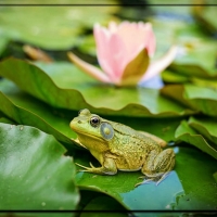 FROG ON PAD