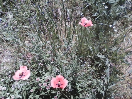 Pink flowers - nature, flowers, pink, spring