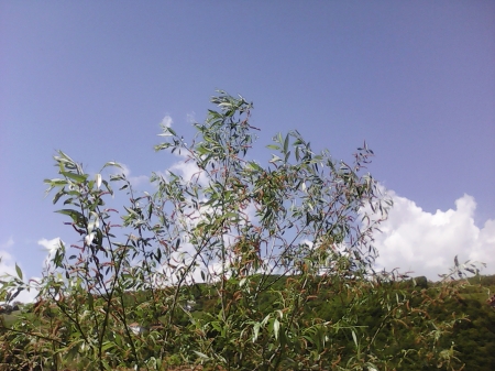 Trees - nature, sky, trees, spring