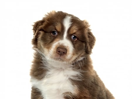 Puppy - pupp, white, caine, australian shepherd, face, brown, dog, animal, cute