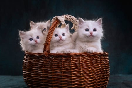 Kittens - white, brown, cat, pisici, sweet, basket, cute, kitten