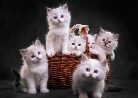 Kittens - white, brown, cat, pisici, animal, basket, cute, kitten