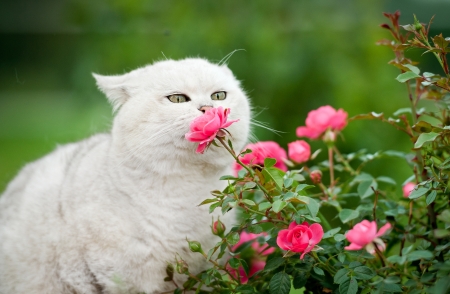 Sniffing roses