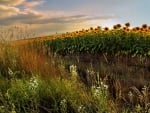 Sunflowers Field