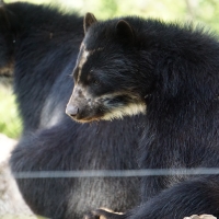 bear in zoo