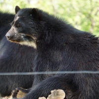 bear in zoo