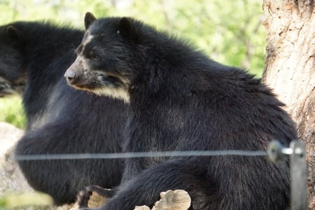 bear in zoo - white, black, zoo, bear