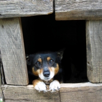 Sad dog in his house