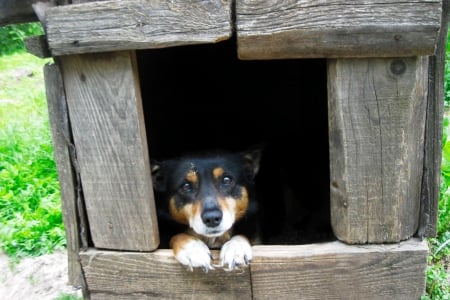 Sad dog in his house - dog in house, sad black, sad dog, sad black dog, black dog