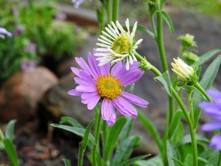 Spring Asters - nature, photography, flowers, garden, spring, asters