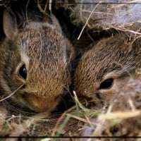 BABY BUNNIES